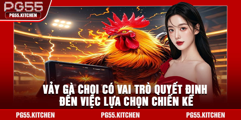 Vảy gà chọi có vai trò quyết định đến việc lựa chọn chiến kê